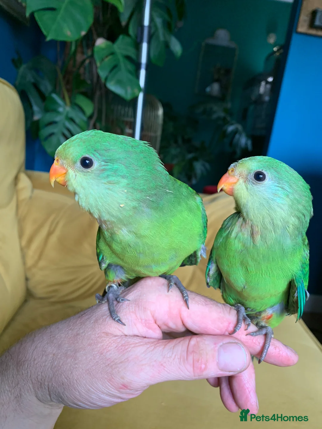 Parakeets birds for sale: RARE Baby tame superb parakeets  - Advert 2
