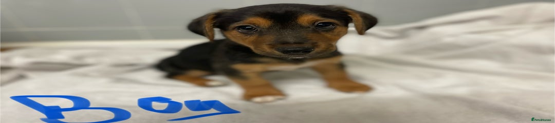 Jack Russell Puppy 2