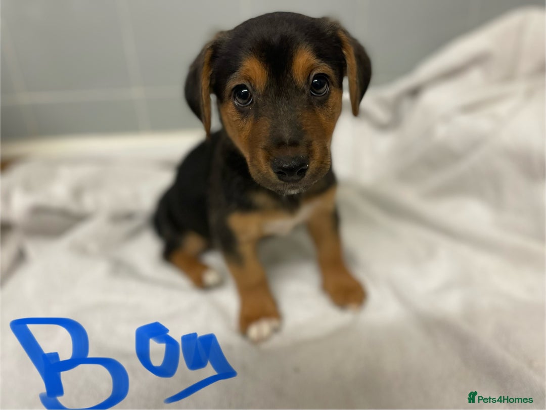 Jack Russell dogs for sale: Jack Russell puppies  - Image 4