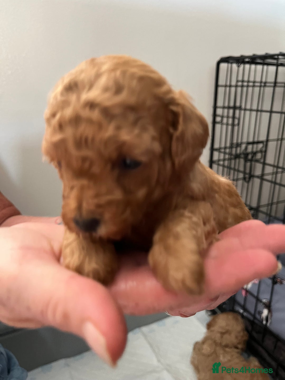 Poochon dogs for sale: 1 female 1 male Poochon puppy.  - Image 5