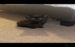 British Longhair cats for sale: Long haired kittens  - Image 5