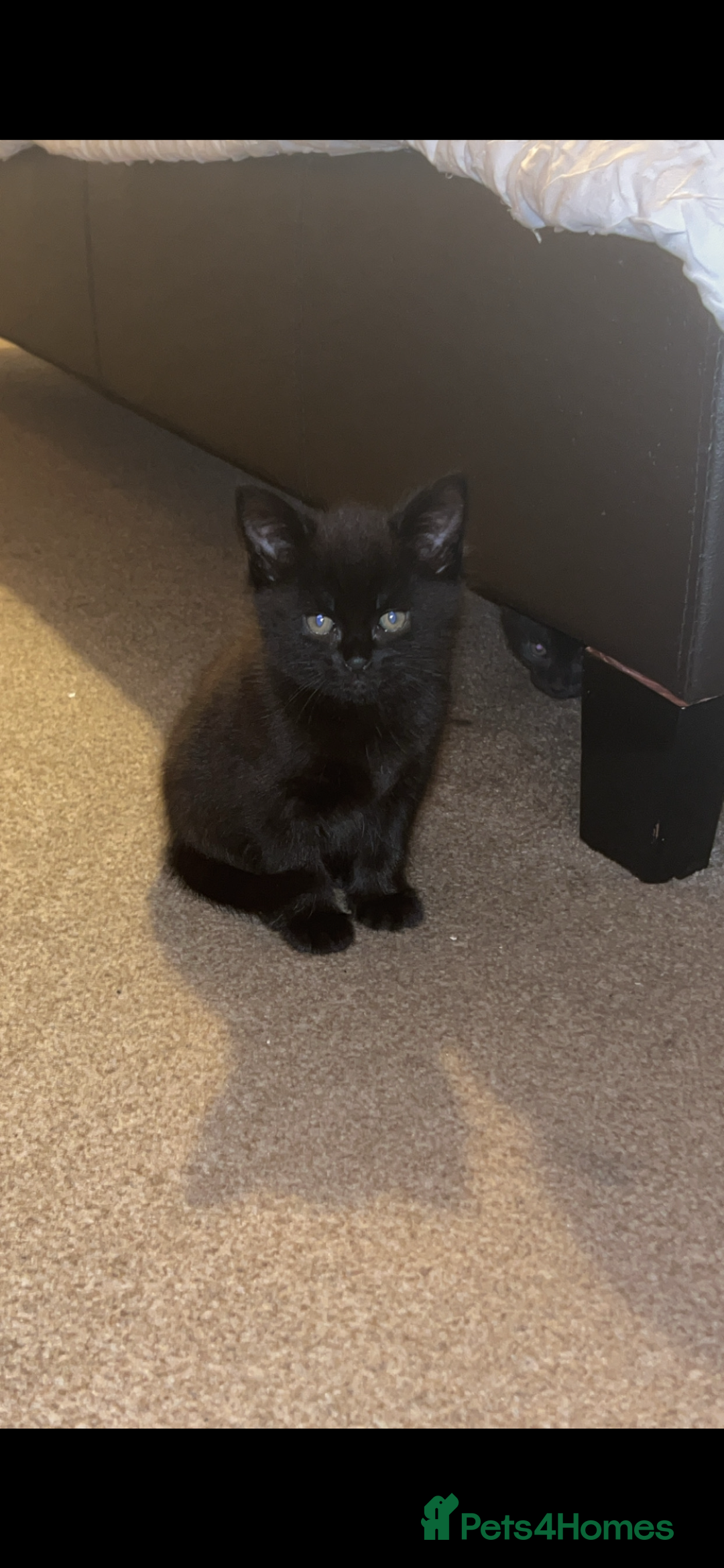 British Longhair cats for sale: Long haired kittens  - Image 5