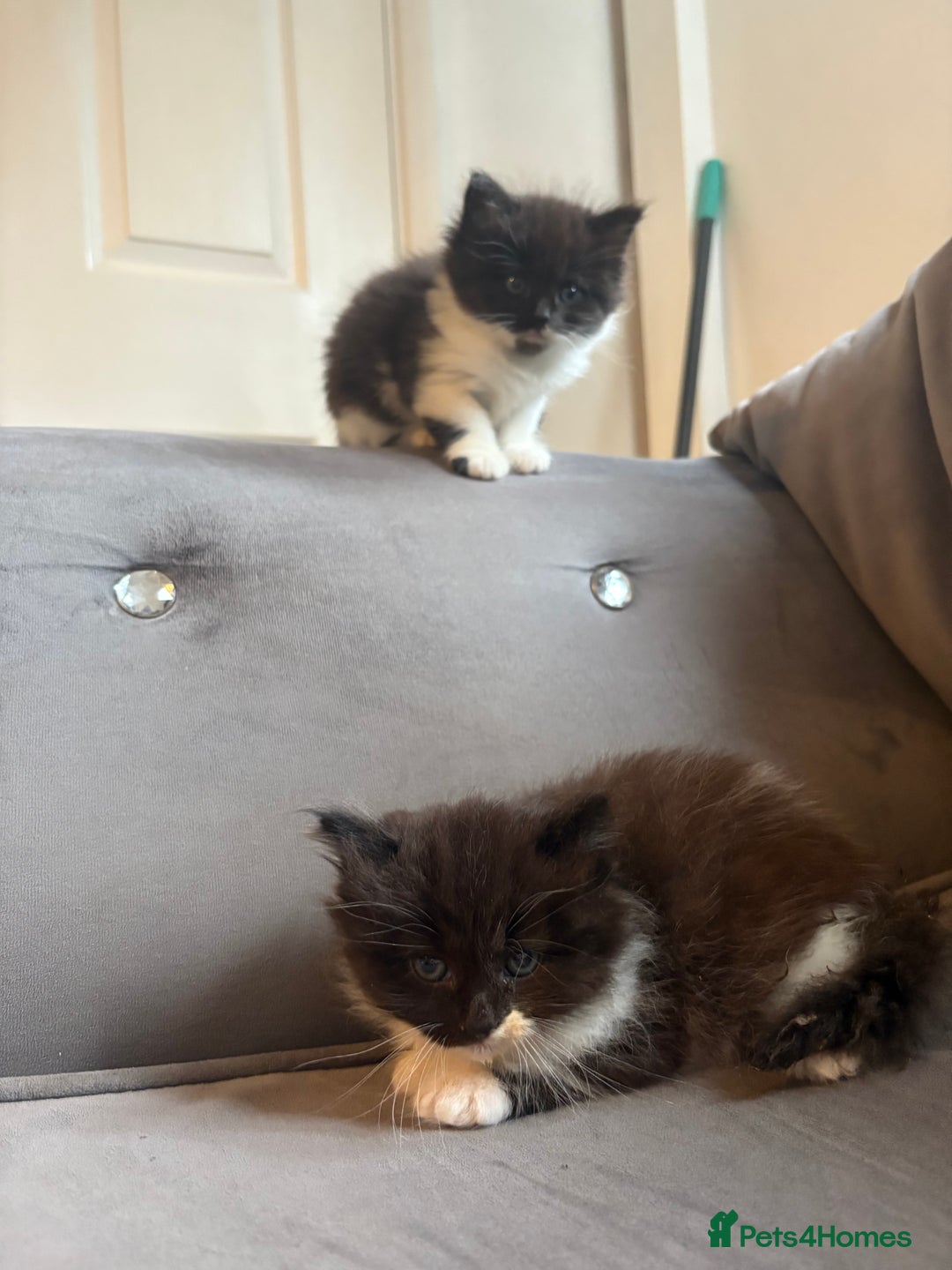 Mixed Breed cats for sale: 5 beautiful fluffy kittens  - Image 11