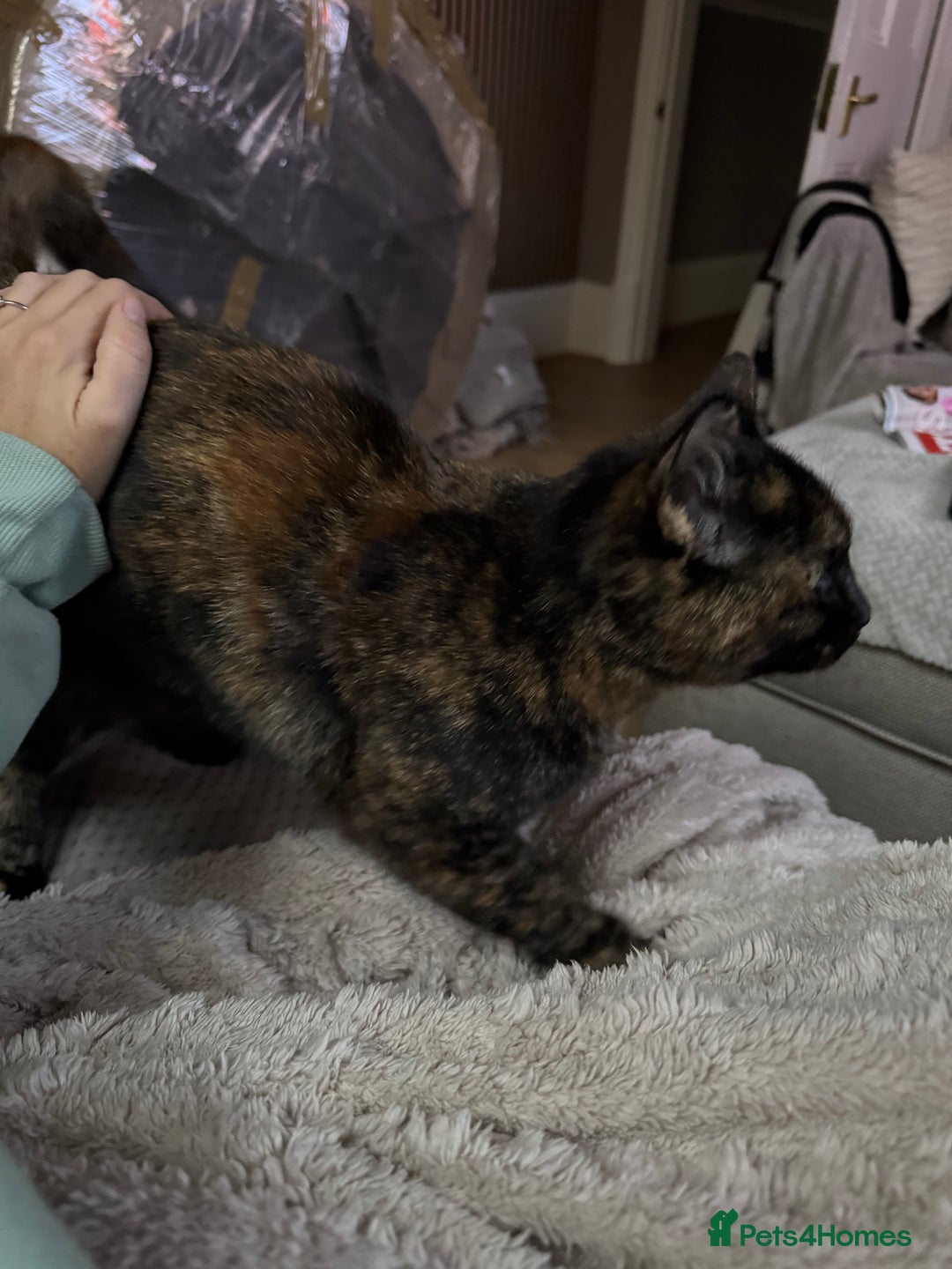 Domestic Shorthair cats for sale: Beautiful Bea  - Advert 2