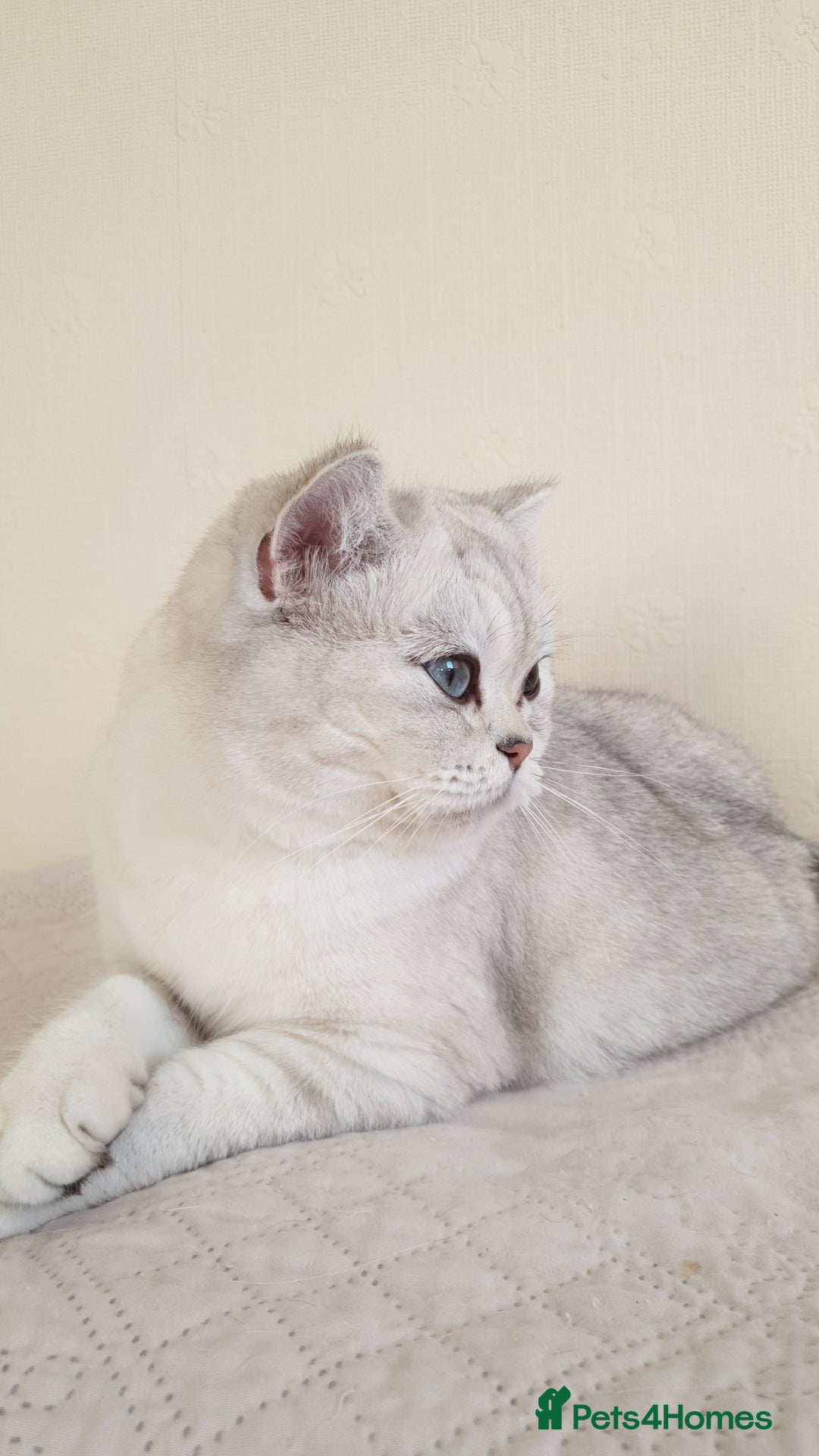 Scottish Fold cats for sale: Scottish Straight/British longhair  - Advert 10