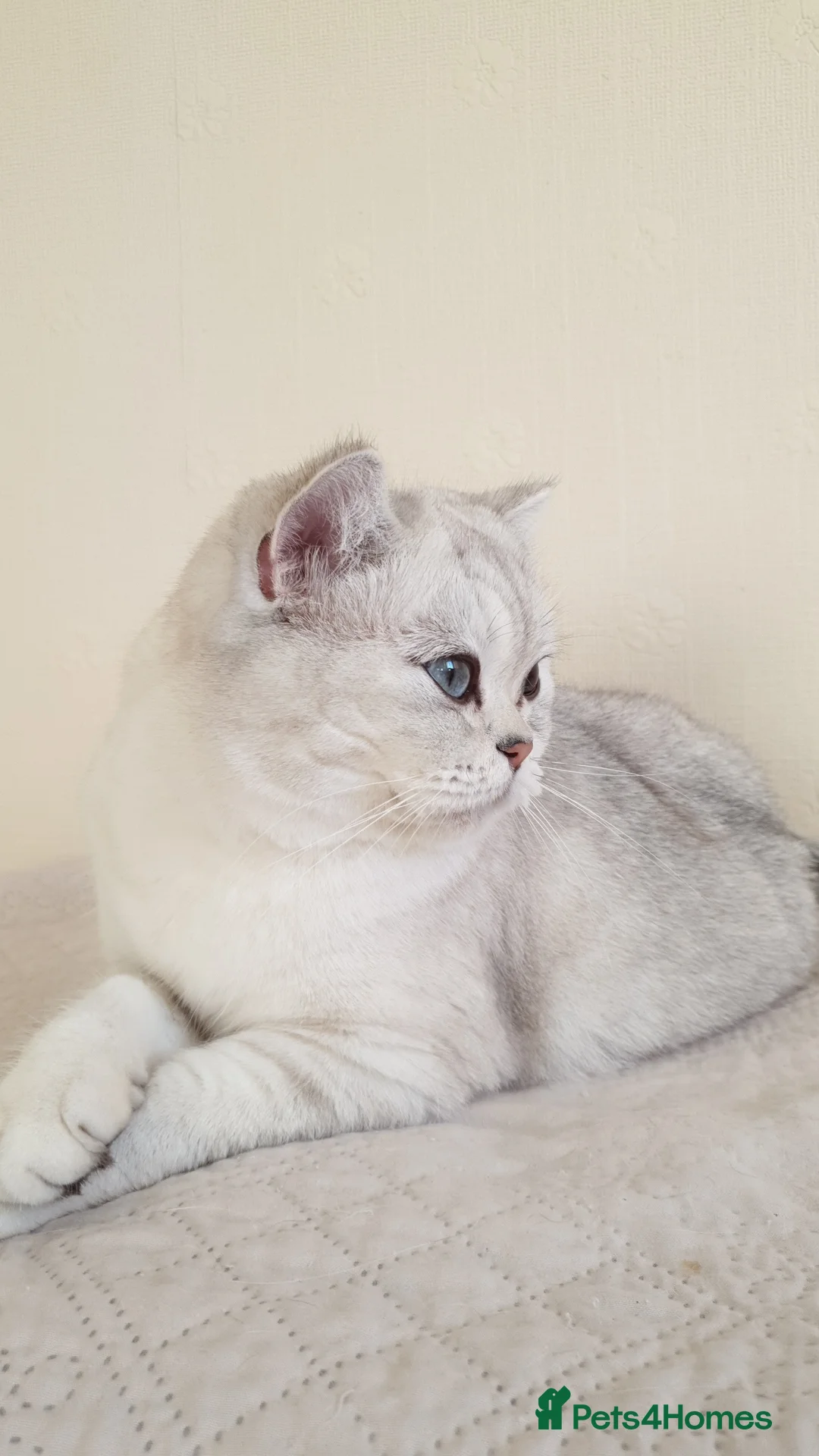 Scottish Fold cats for sale: Scottish Straight/British longhair  - Advert 10