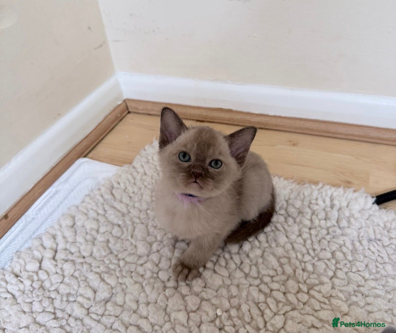 Burmese cats GCCF-Home raised-Chocolate girl unexpectedly avail - Advert 3