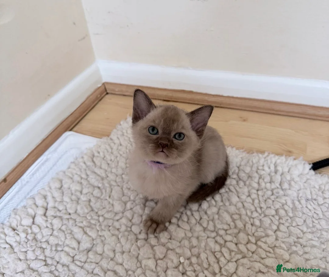 Burmese cats for sale: GCCF-Home raised-Chocolate girl unexpectedly avail - Advert 1