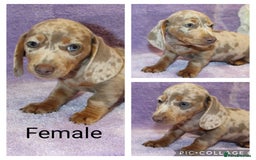 Miniature Dachshund dogs for sale: Kc registered miniature Dachshund puppies  - Image 6