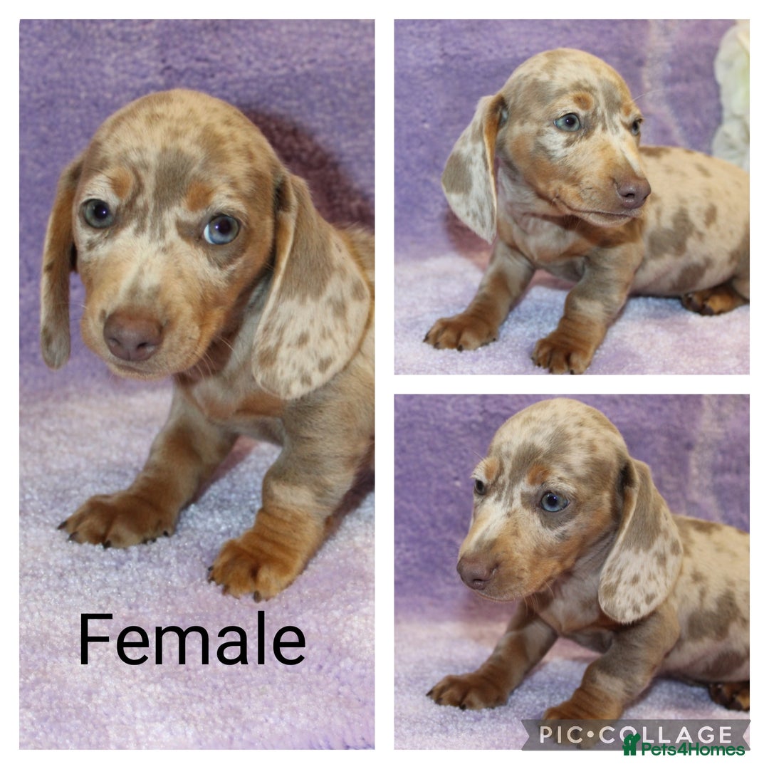 Miniature Dachshund dogs for sale: Kc registered miniature Dachshund puppies  - Image 6