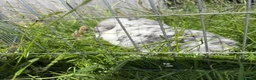 Mini Lop rabbits for sale: Mini lop buck  - Advert 6