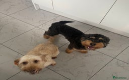 Cockapoo dogs for sale: F1 cockerpoo for sale  - Image 2