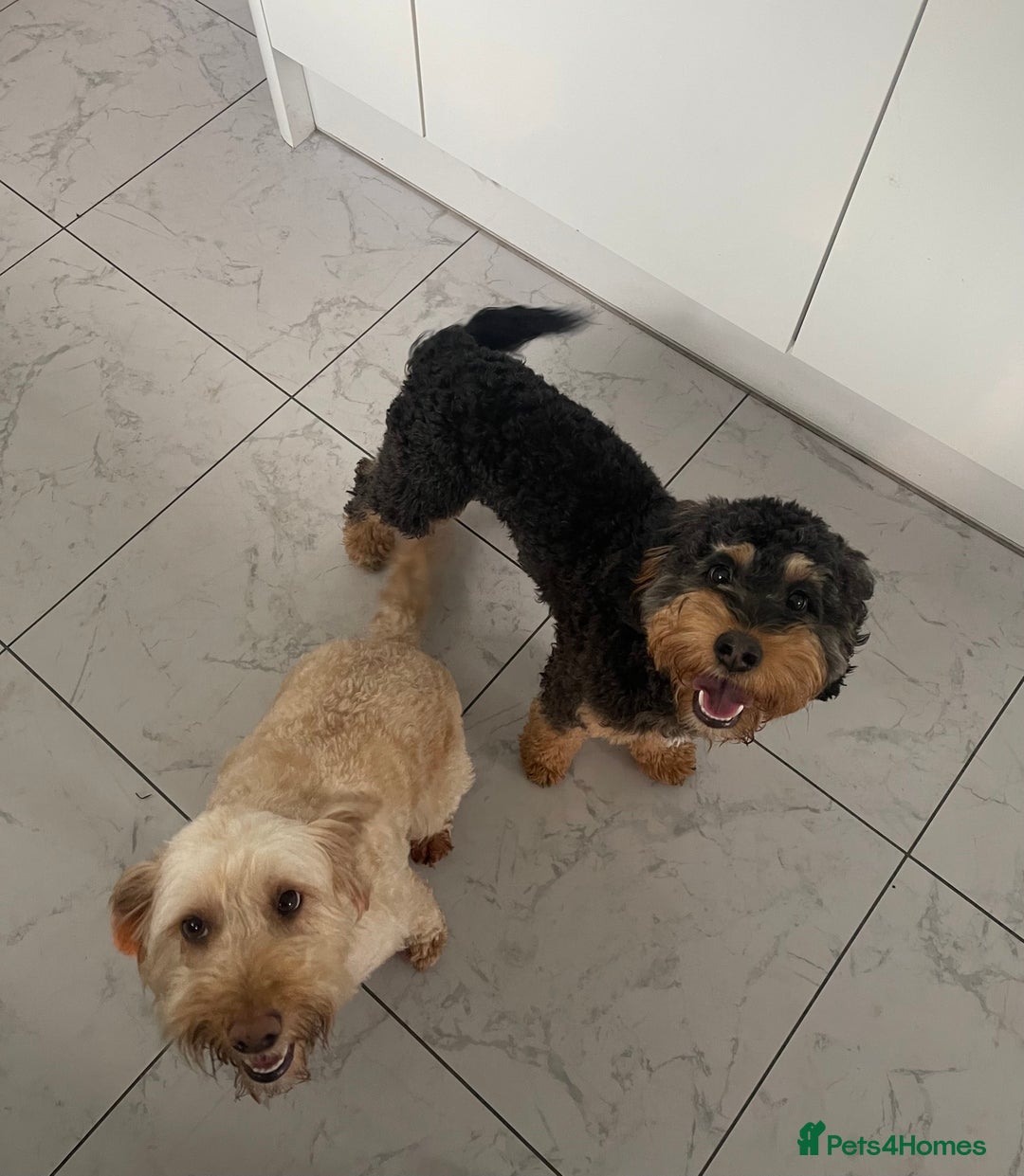 Cockapoo dogs for sale: F1 cockerpoo for sale  - Image 2