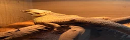 Bearded Dragon reptiles for sale: Female adult Bearded dragon  in Hailsham - Advert 3