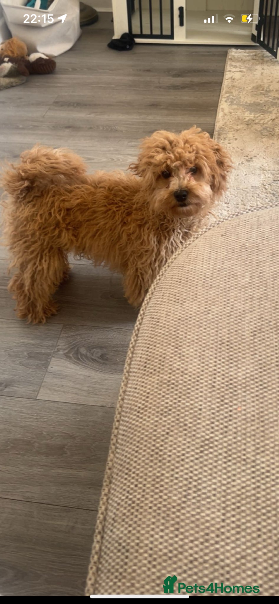 Cavapoo dogs Billy the cavapoo - Advert 1