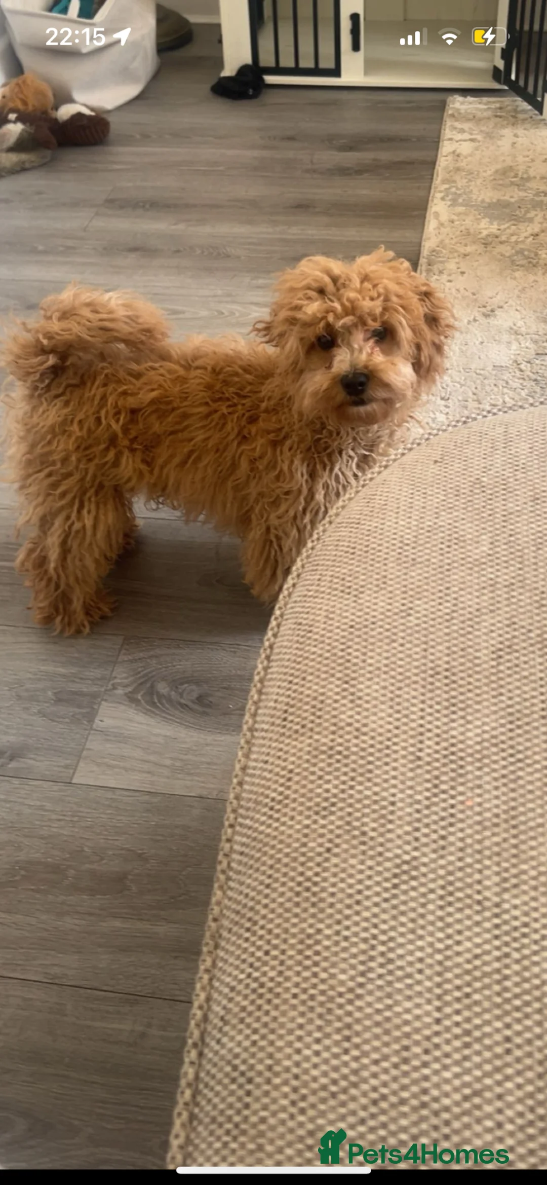 Cavapoo dogs for sale: Billy the cavapoo - Advert 1