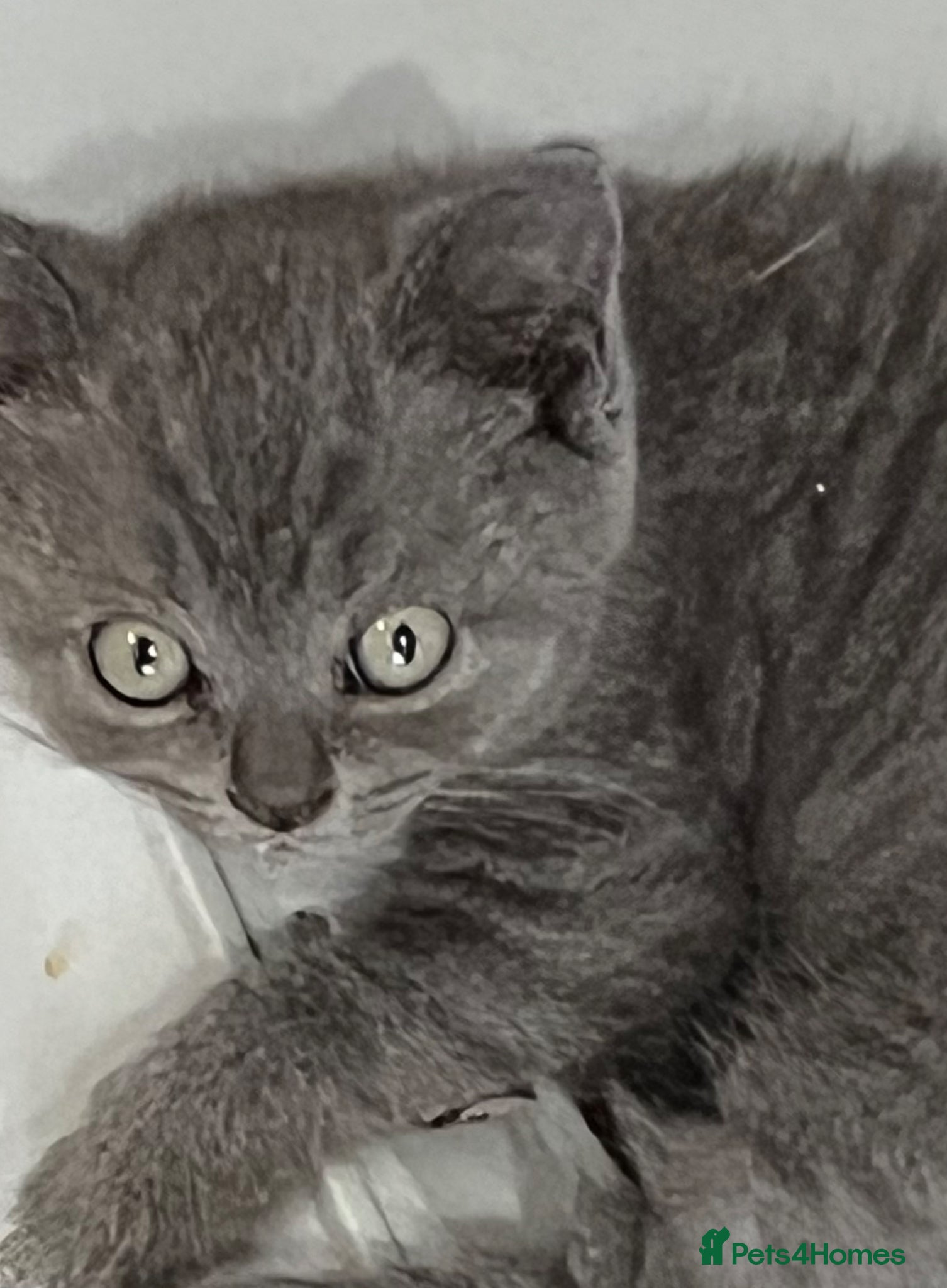 British Shorthair cats for sale: Stunning pure British Shorthaired Kittens  - Advert 8