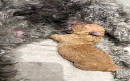 Toy Poodle dogs for sale: Adorable Toy Poodle Puppies  - Image 12
