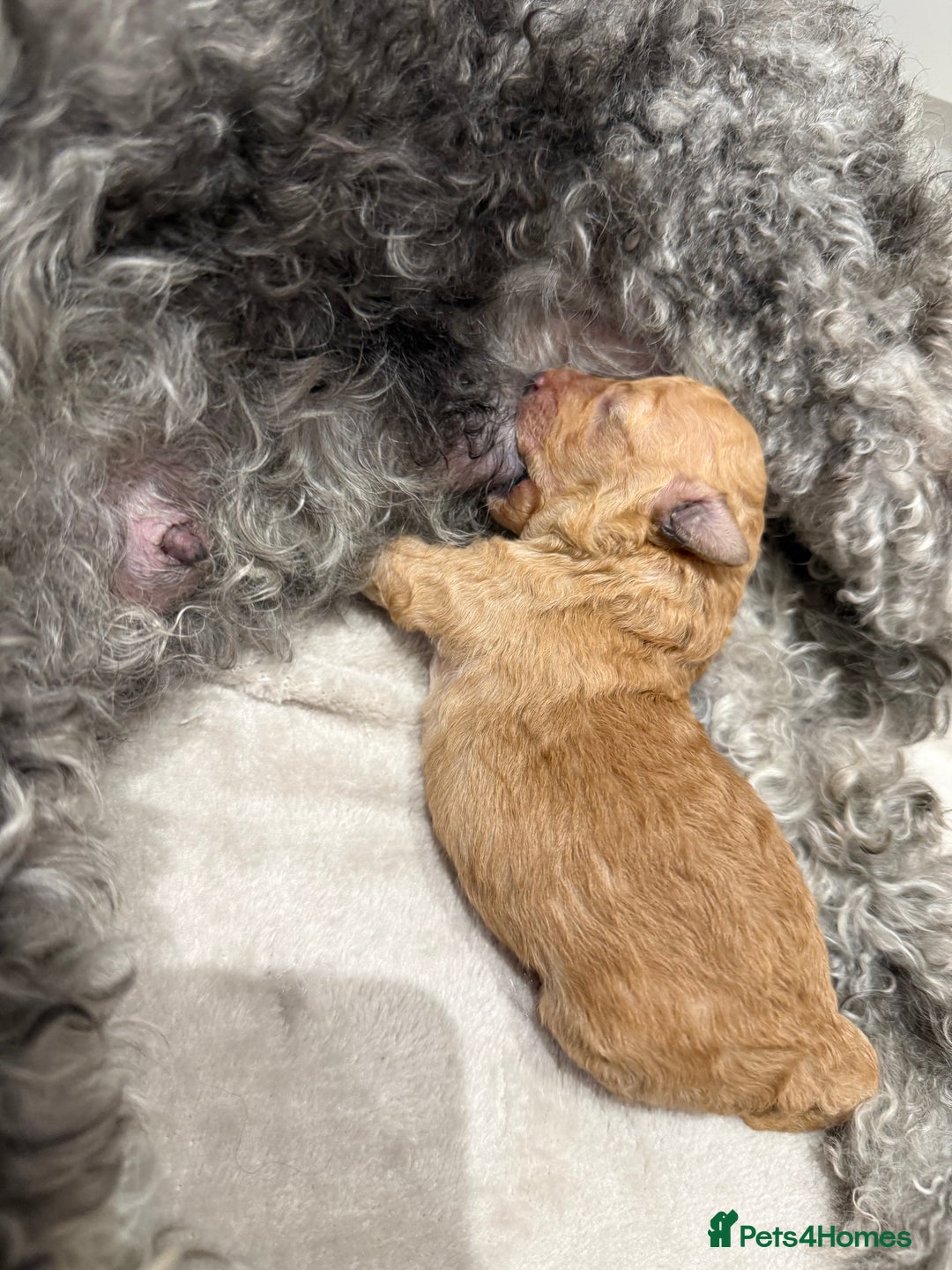 Toy Poodle dogs for sale: Adorable Toy Poodle Puppies  - Image 12