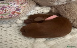 Cockapoo dogs for sale: Gorgeous Fox red F1B cockapoos - Image 9