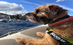Border Terrier dogs for stud: Border Terrier Stud; Beni. in Glasgow - Image 2