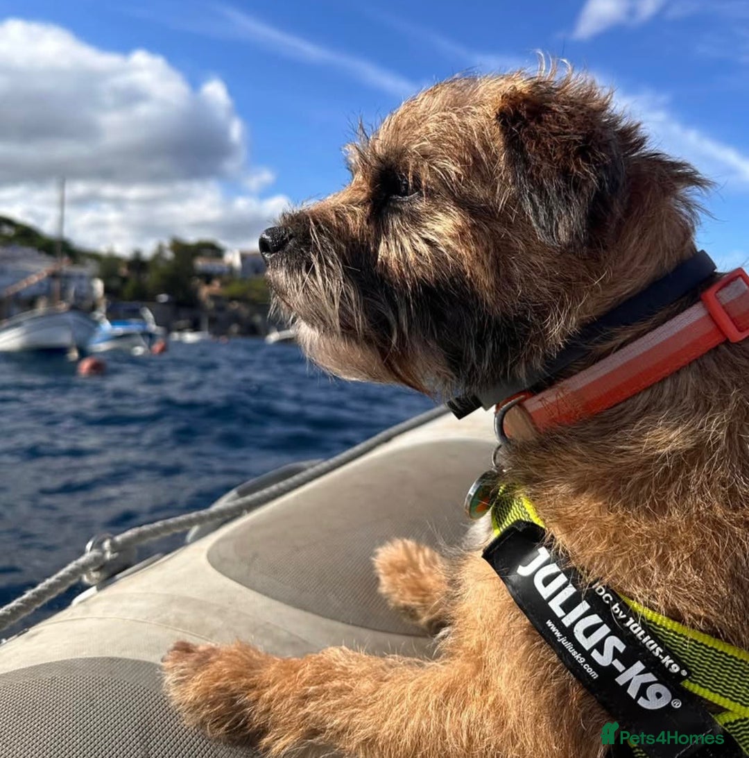 Border Terrier dogs for stud: Border Terrier Stud; Beni. in Glasgow - Image 2