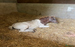 Shetland pony horses for sale: Part shetland - Advert 3