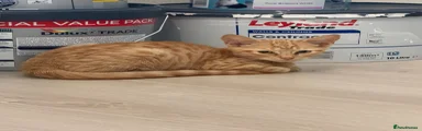 Domestic Shorthair 1