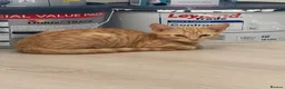 Domestic Shorthair cats for sale: Ginger cats - Advert 3