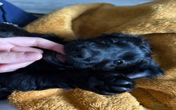 Mixed Breed dogs for sale: My last beautiful F1B Irish cockapoo puppy - Image 15