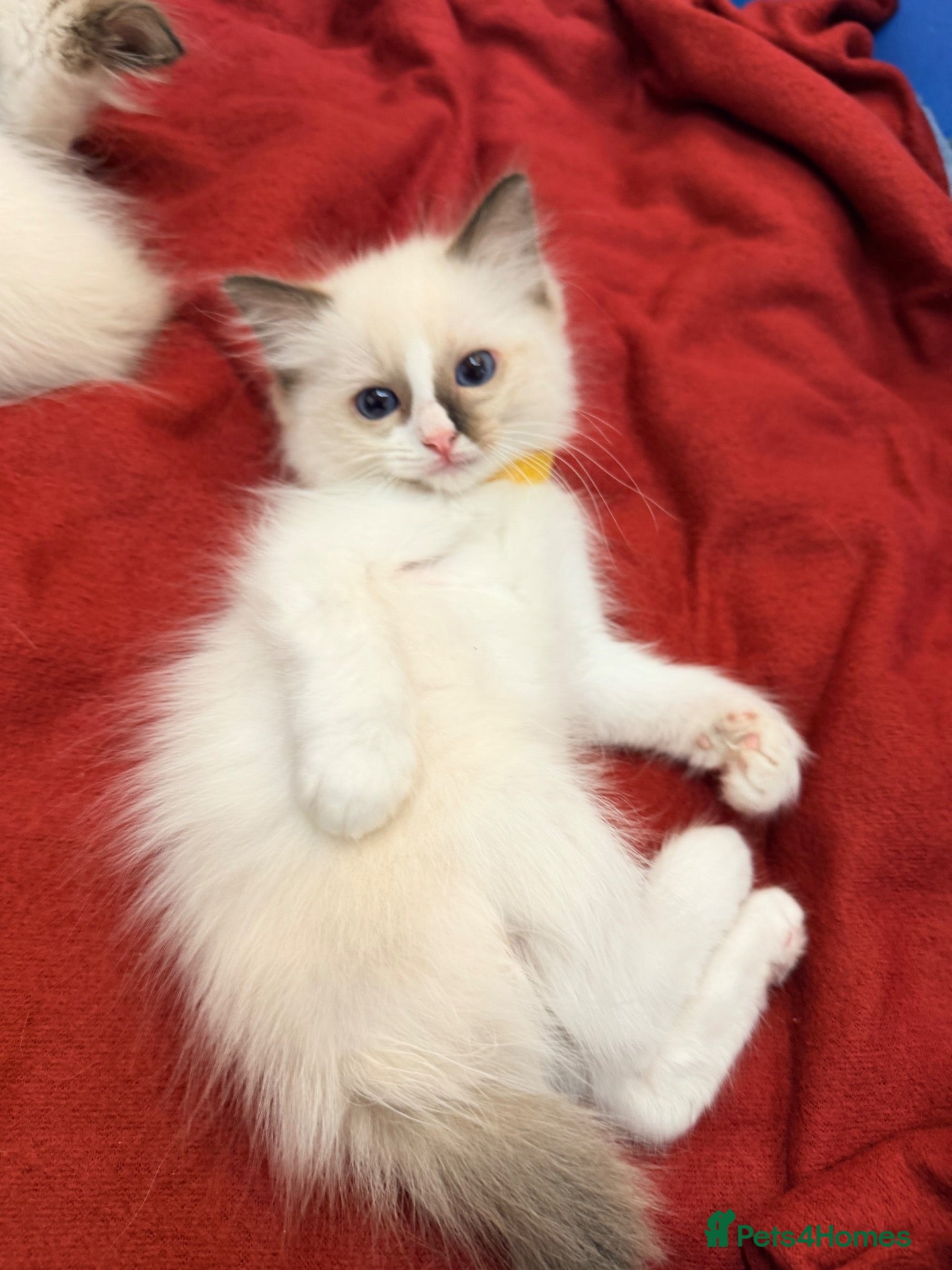 Ragdoll cats Purebred Ragdoll Kittens  - Advert 2