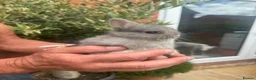 Netherland Dwarf rabbits for sale: Adorable Netherland Dwarf rabbits  - Advert 6
