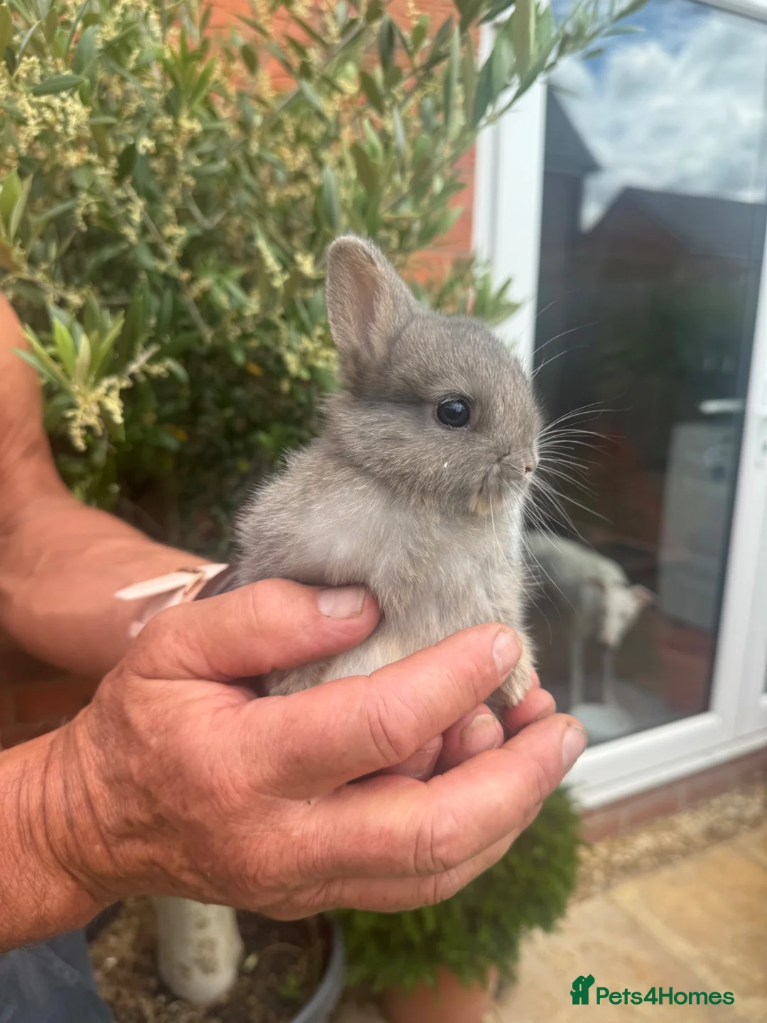 Netherland Dwarf rabbits for sale: Adorable Netherland Dwarf rabbits  - Advert 6