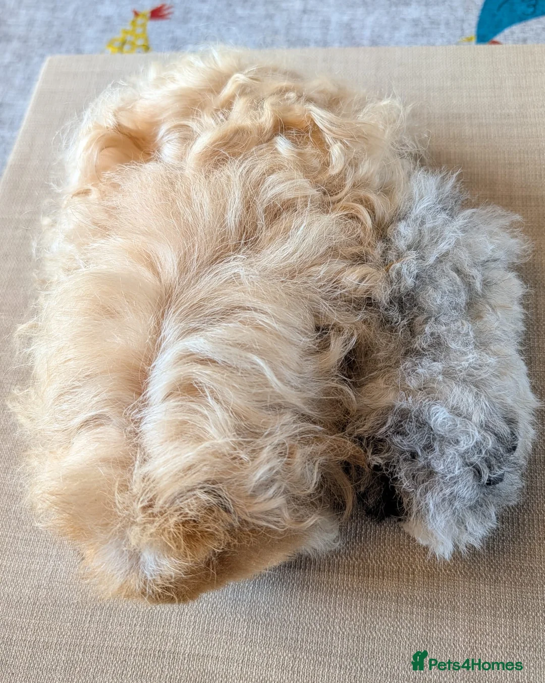 Guinea Pig rodents for sale: STUNNING TEXEL/MERINO BOAR PAIRS 👀🏡🩵 - Advert 2