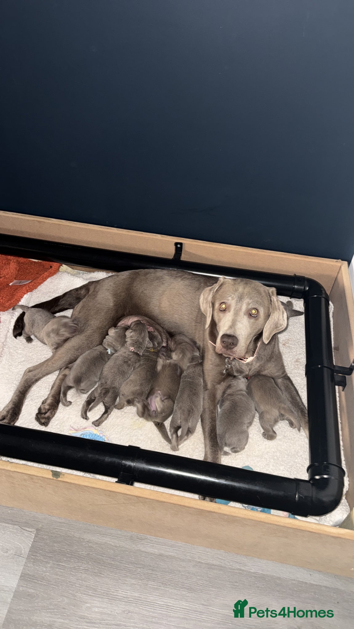 Labrador Retriever dogs Beautiful KC REG Silver Labrador Puppies  - Advert 2