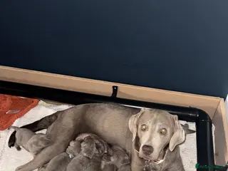 Labrador Retriever dogs Beautiful KC REG Silver Labrador Puppies - Advert 2