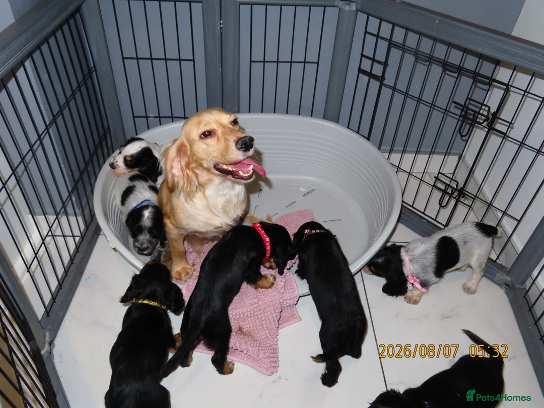 Cocker Spaniel dogs for sale: KC Registered Cocker spaniels  in Godalming - Advert 2