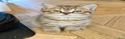 British Shorthair cats for sale: 3 x British Shorthair Kittens - Gold/White/Grey - Advert 9