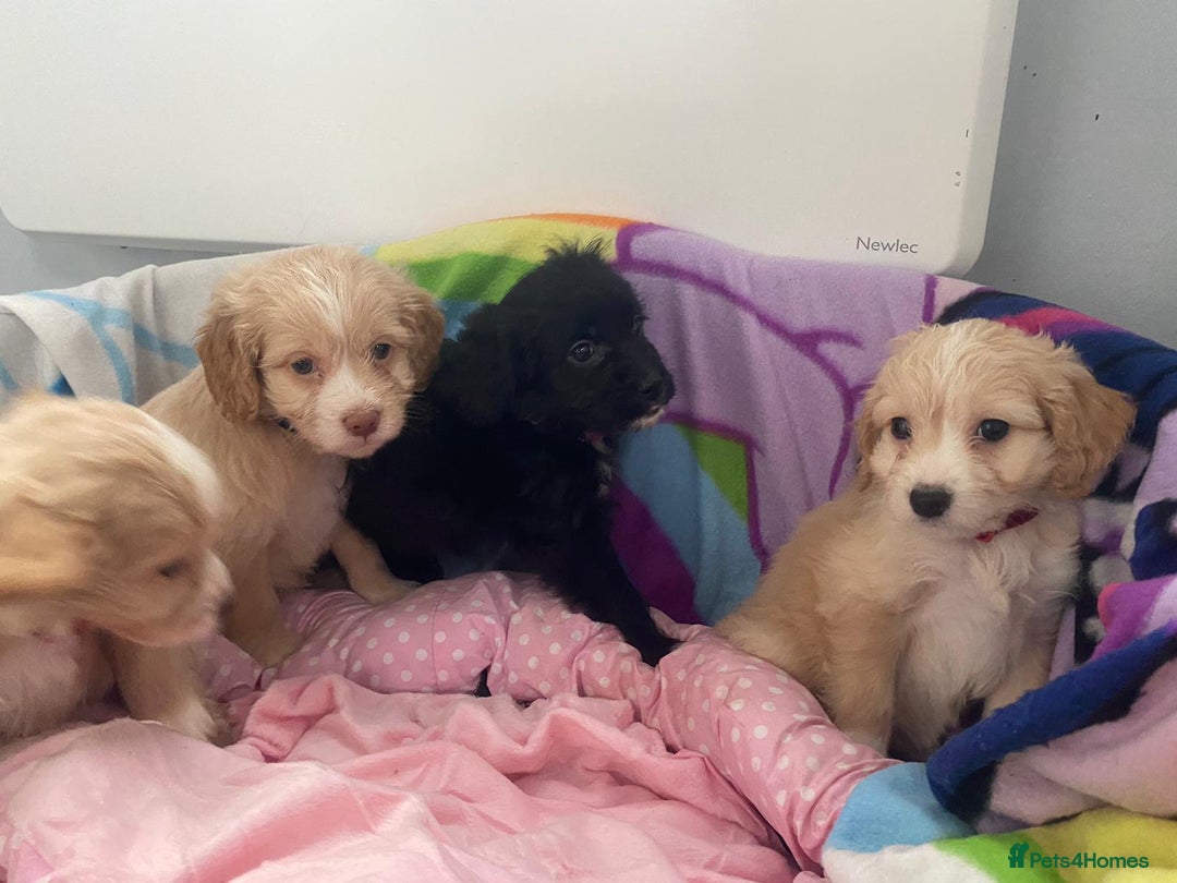 Cockapoo dogs for sale: Cockerpoo for sale  - Advert 8