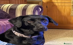 Labrador Retriever dogs for sale: 9 Gorgeous Black Labrador Puppies - Image 6