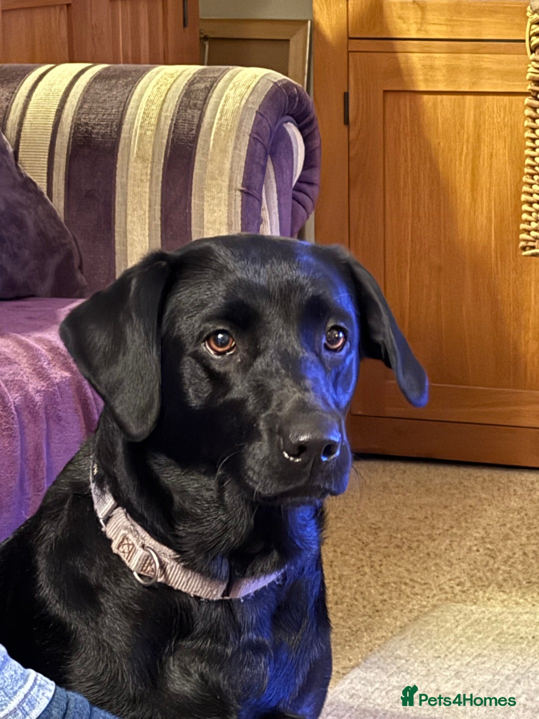 Labrador Retriever dogs for sale: 9 Gorgeous Black Labrador Puppies - Image 6