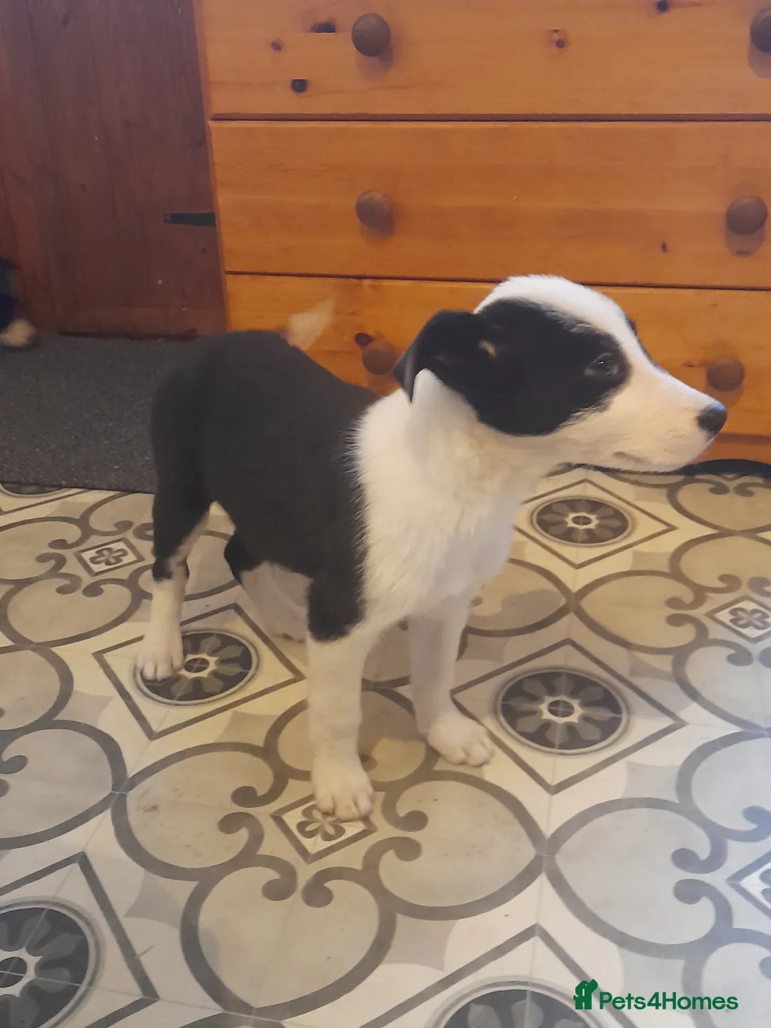 Border Collie dogs for sale: Puppies 🐶  - Advert 5