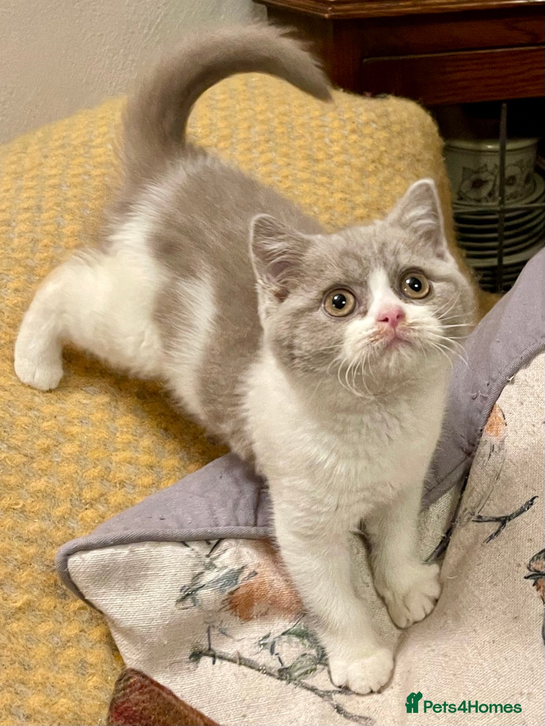 British Shorthair cats for sale: Champion Sired Female BSH - Advert 11