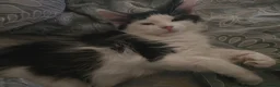 Mixed Breed cats for sale: 4 beautiful kittens= 1 female left - Advert 9