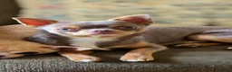 Chihuahua dogs for sale: Chihuhua Male  - Advert 2