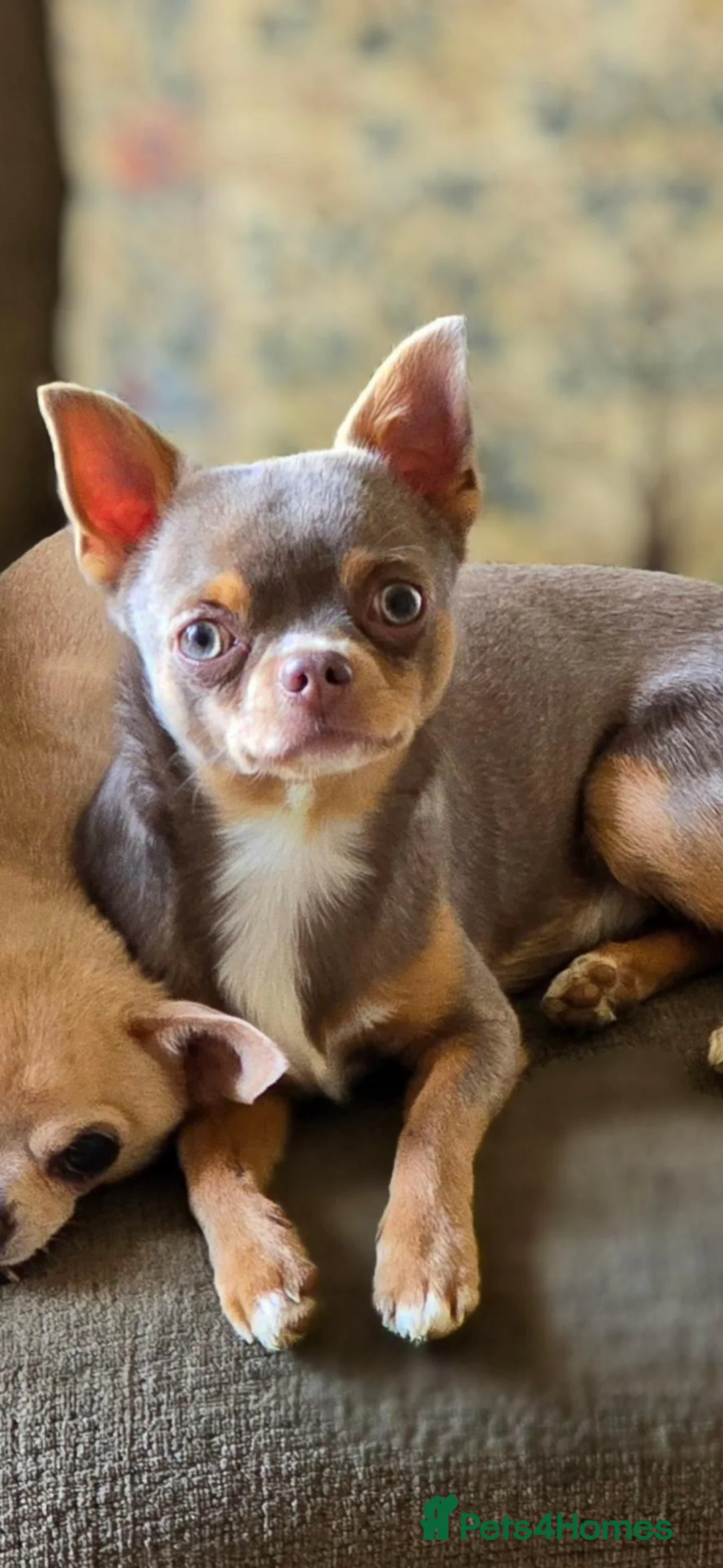 Chihuahua dogs for sale: Chihuhua Male  - Advert 2