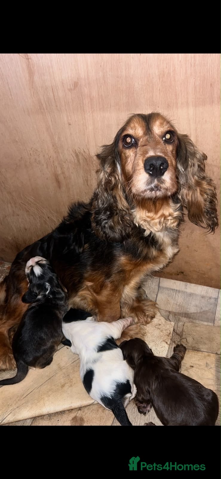 Cocker Spaniel dogs Kc registered Show cocker spaniels for sell - Advert 7