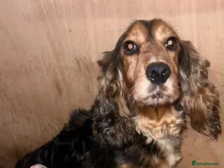 Cocker Spaniel dogs Kc registered Show cocker spaniels for sell - Advert 1
