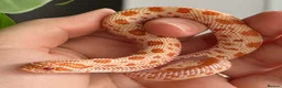 Snake reptiles for sale: Western Hognose Hatchlings - Advert 19