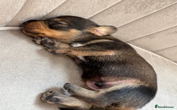 Miniature Dachshund dogs for sale: Gorgeous Long &short haired mini dachshund puppies - Image 10